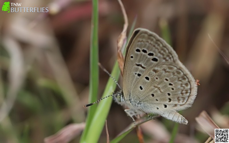 Dark Grass Blue